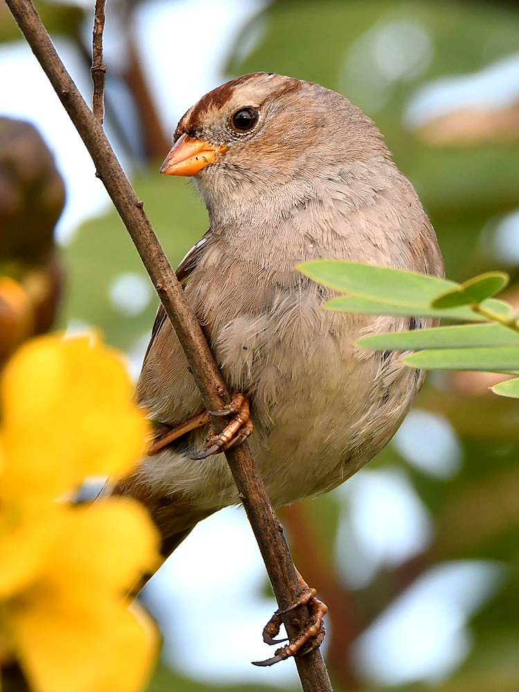 Sparrow4.jpg