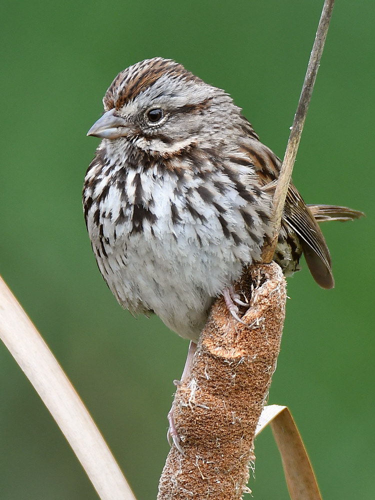 Sparrow4.jpg