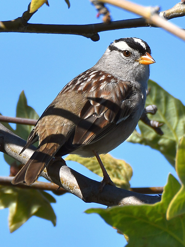 Sparrow4.jpg