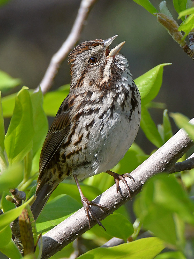 Sparrow4.jpg