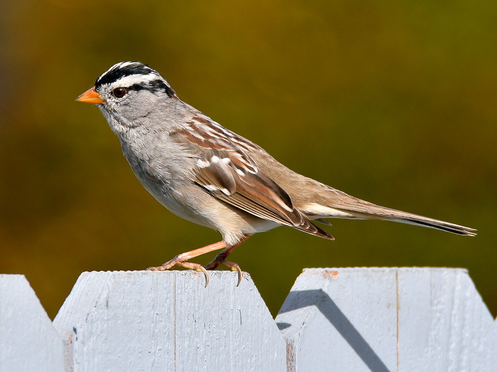 Sparrow4.jpg
