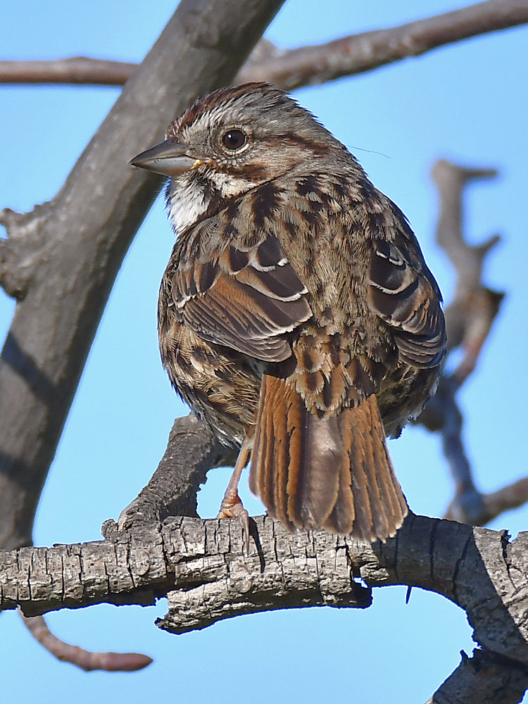 Sparrow4.jpg