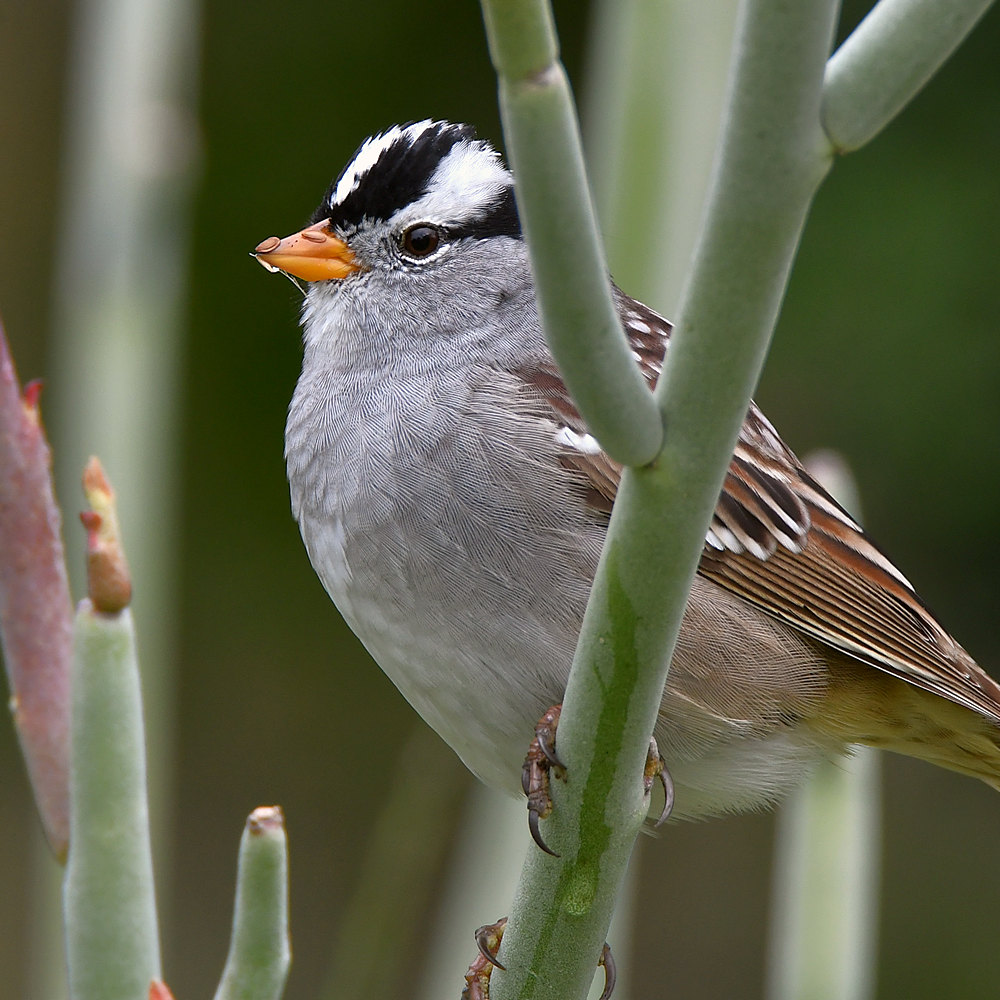 Sparrow4.jpg