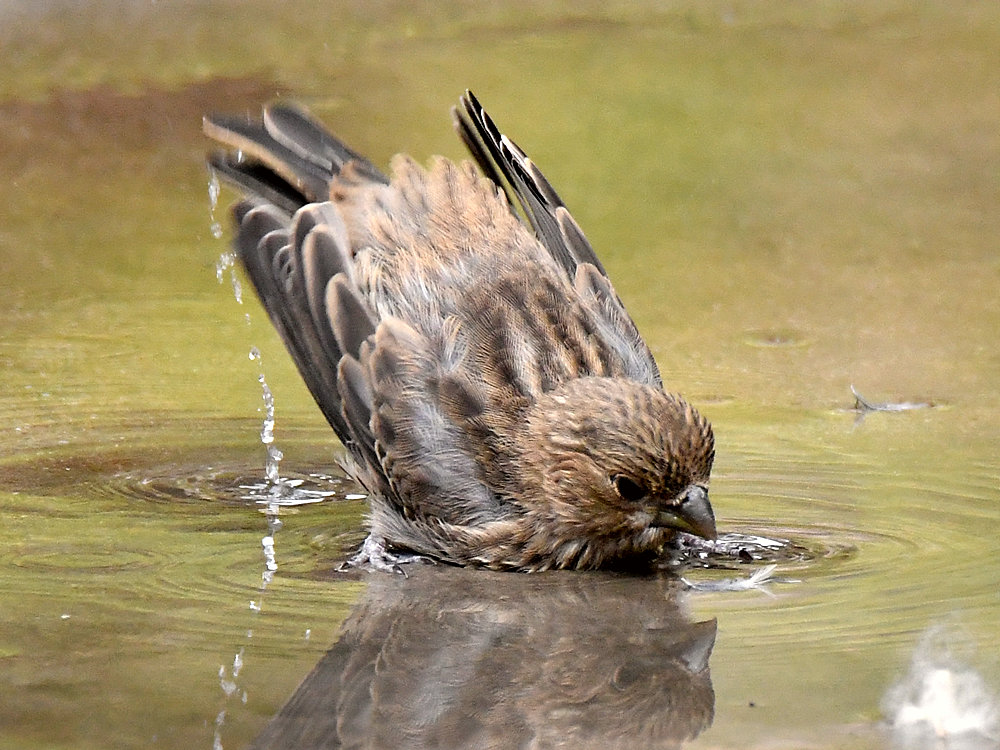 Sparrow4.jpg