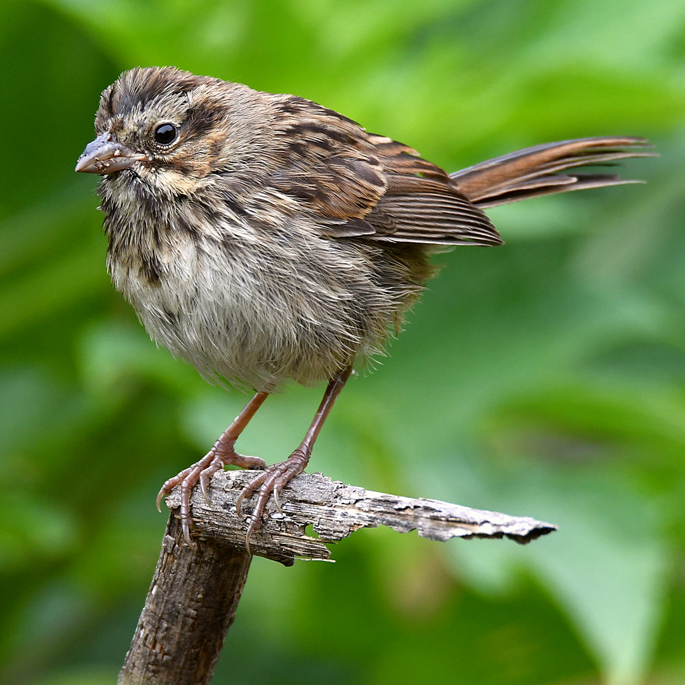 Sparrow4.jpg
