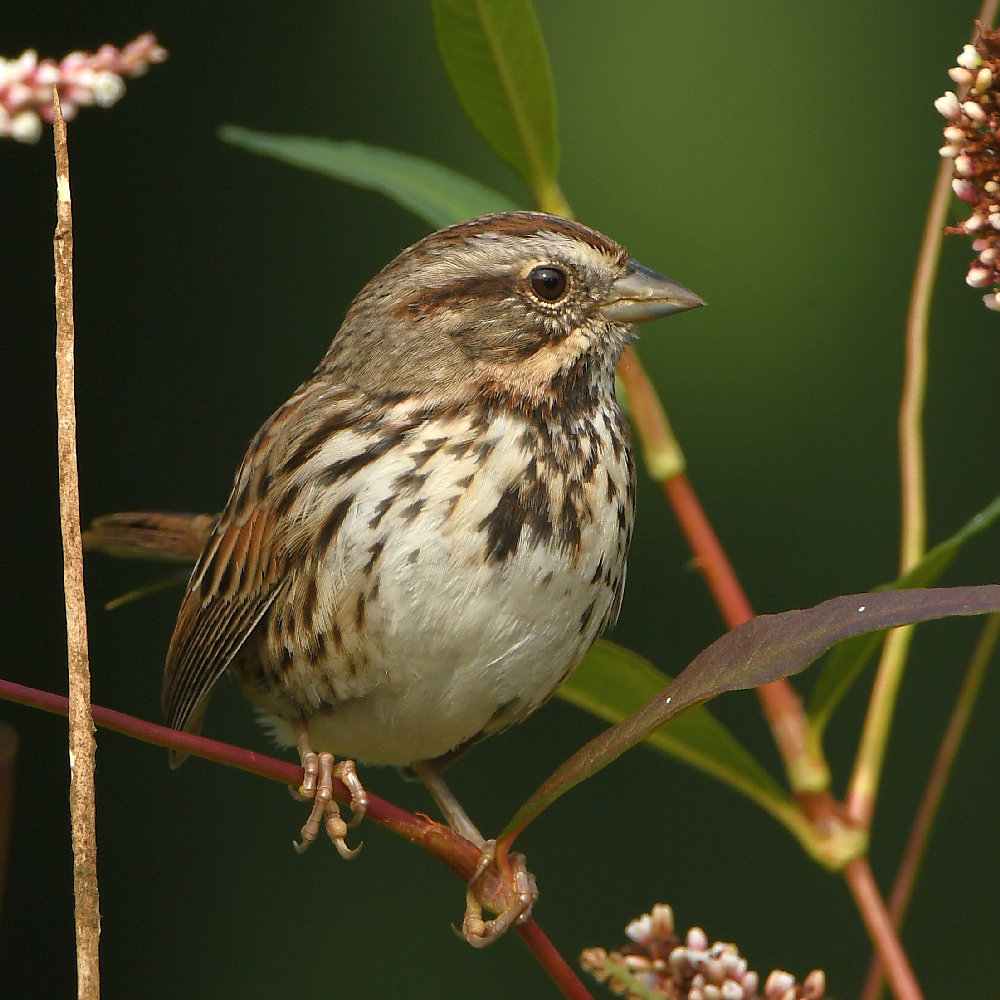 Sparrow4.jpg