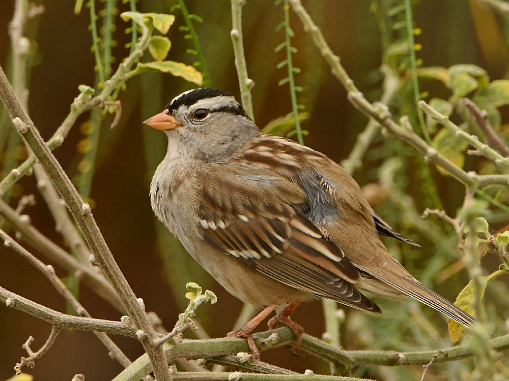 Sparrow4.jpg