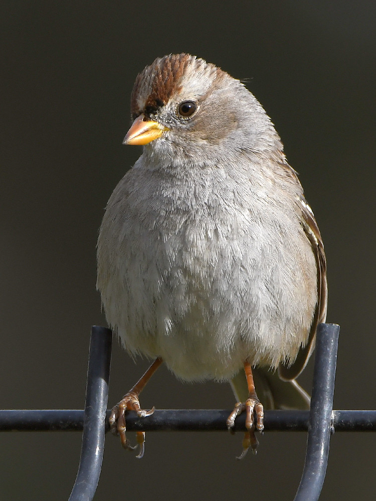 Sparrow4.jpg