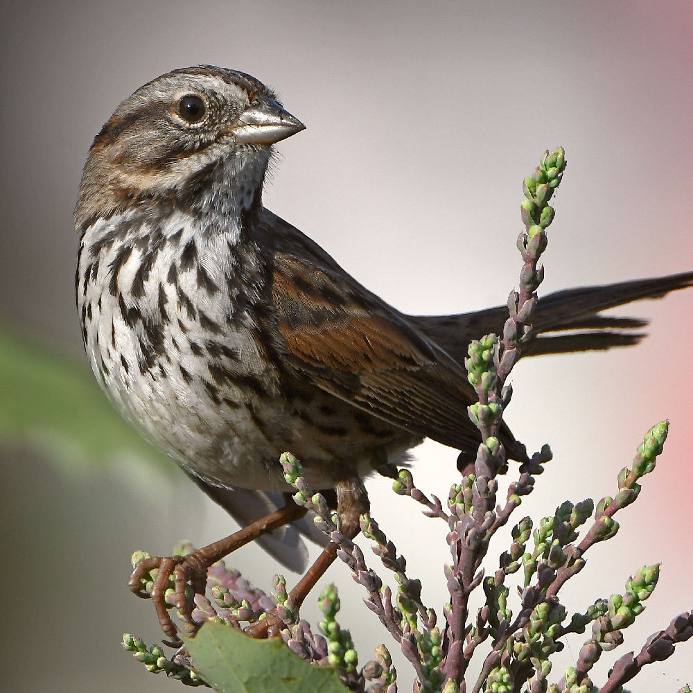 Sparrow4.jpg