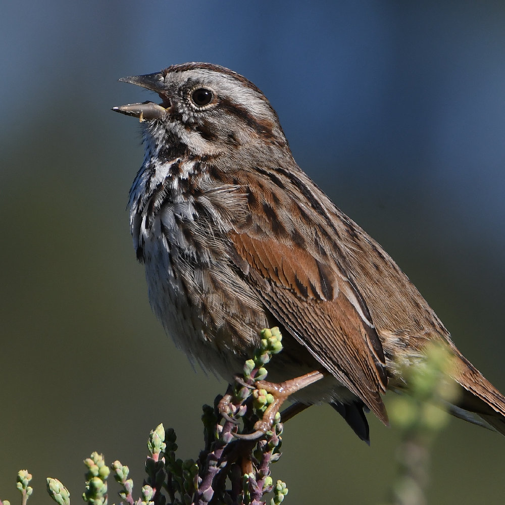 Sparrow4.jpg