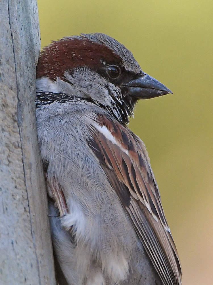 Sparrow4.jpg