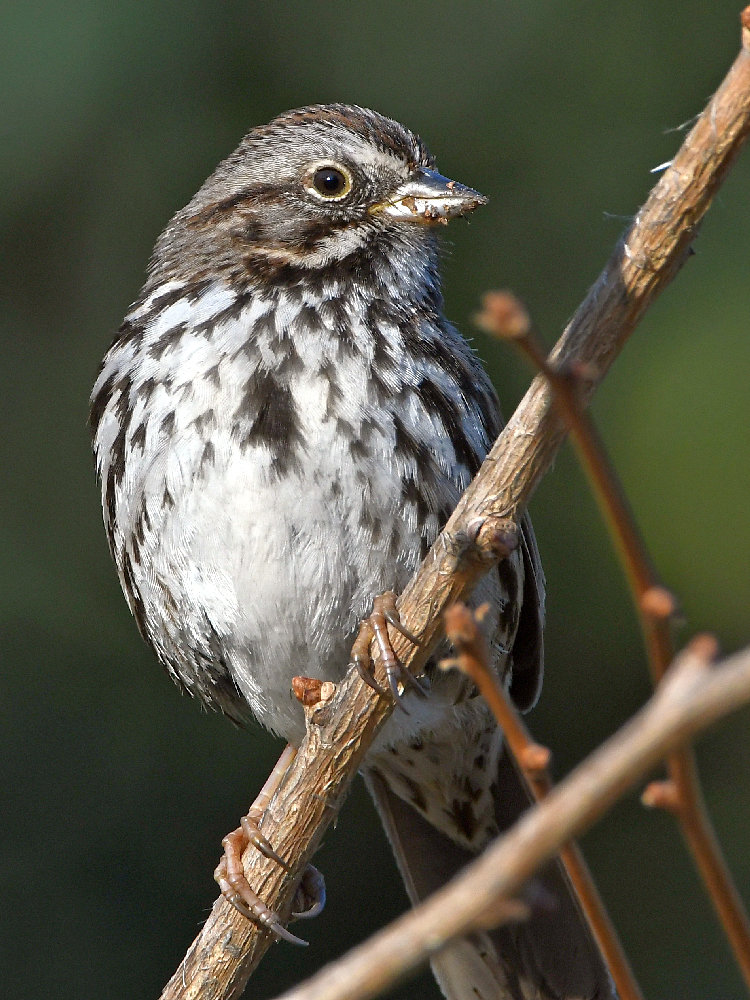 Sparrow4.jpg