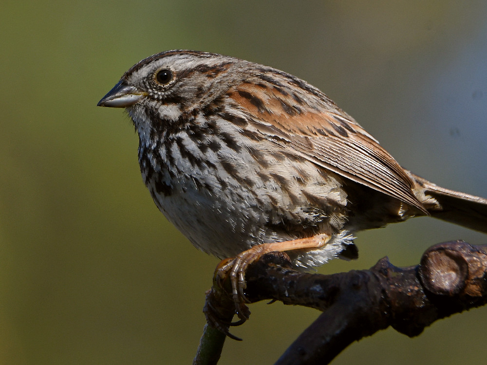 Sparrow4.jpg