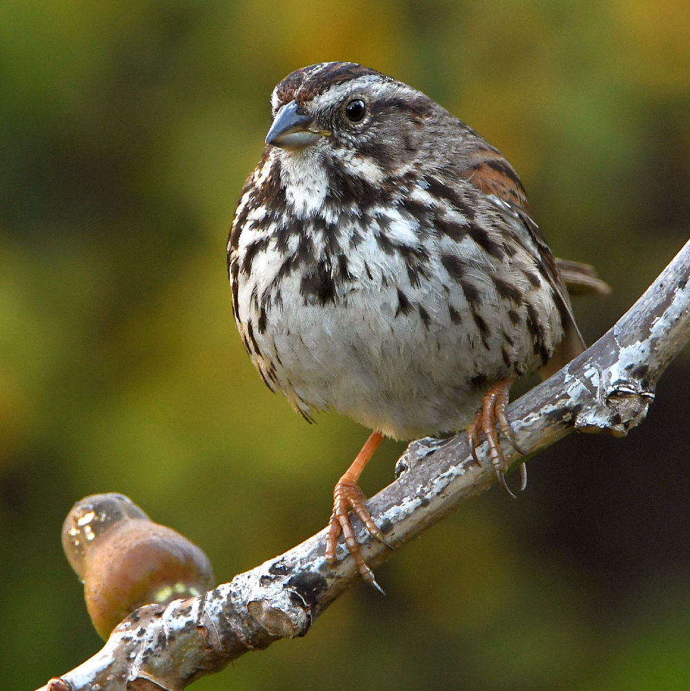 Sparrow4.jpg