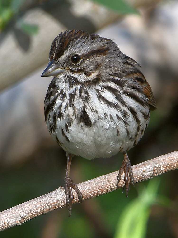 Sparrow4.jpg
