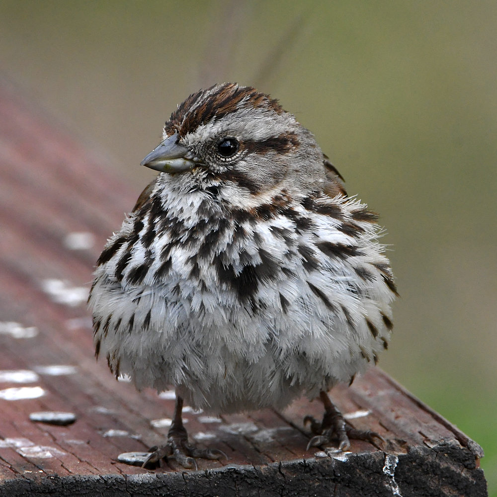 Sparrow4.jpg