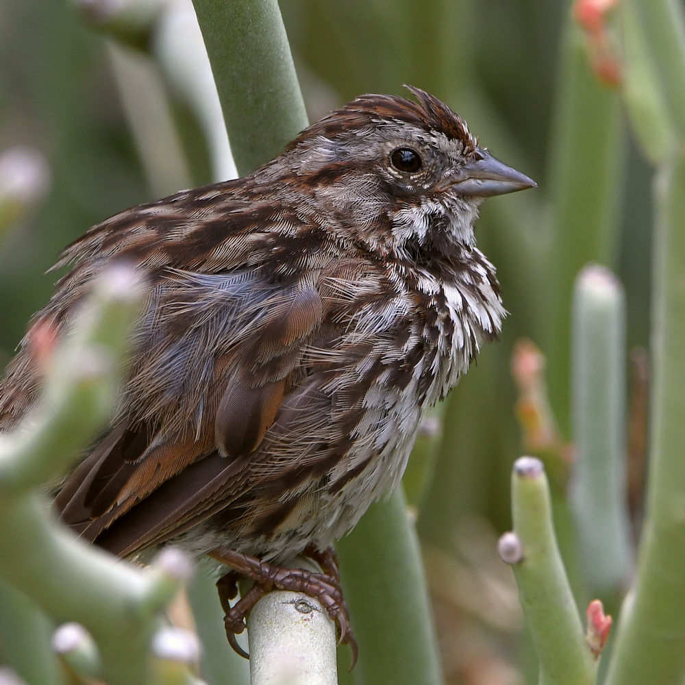 Sparrow4.jpg