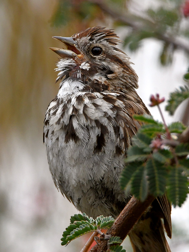 Sparrow4.jpg