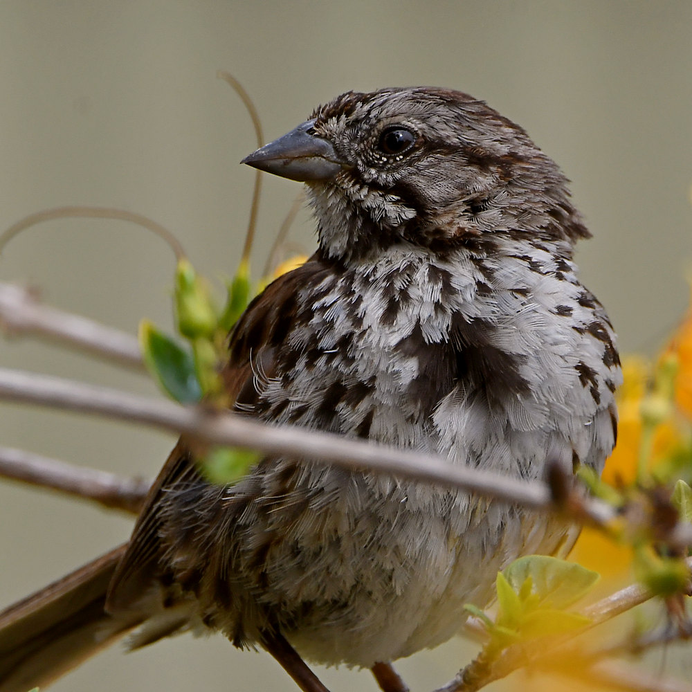 Sparrow4.jpg