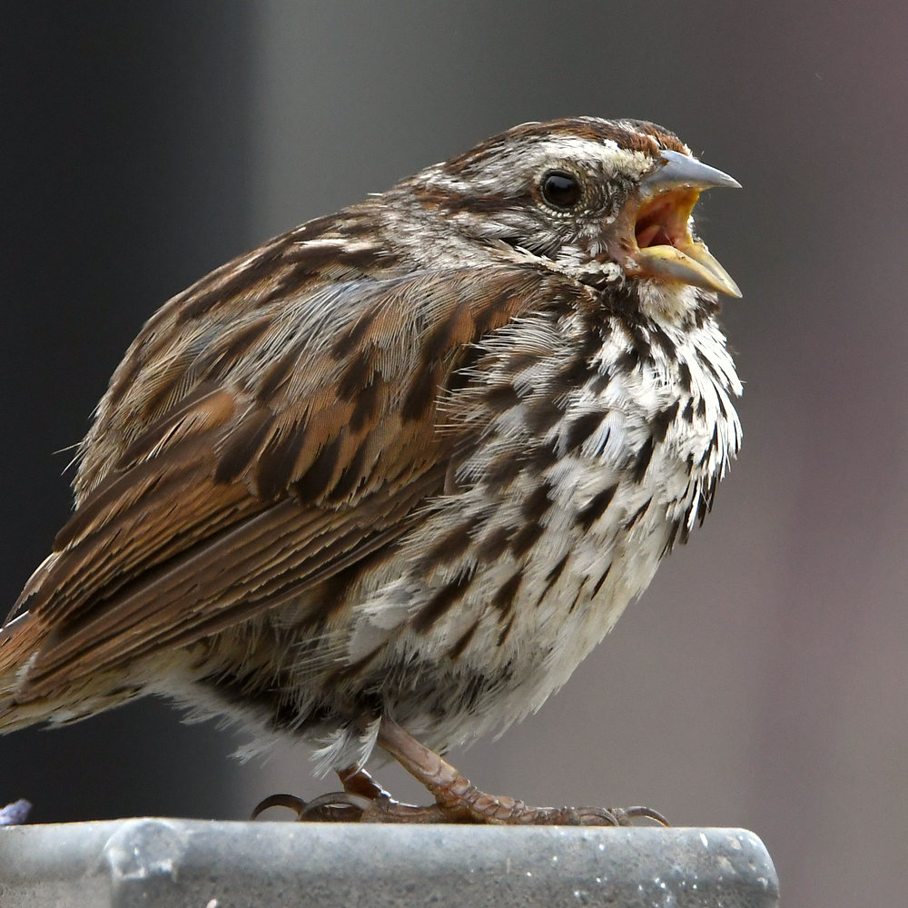 Sparrow4.jpg