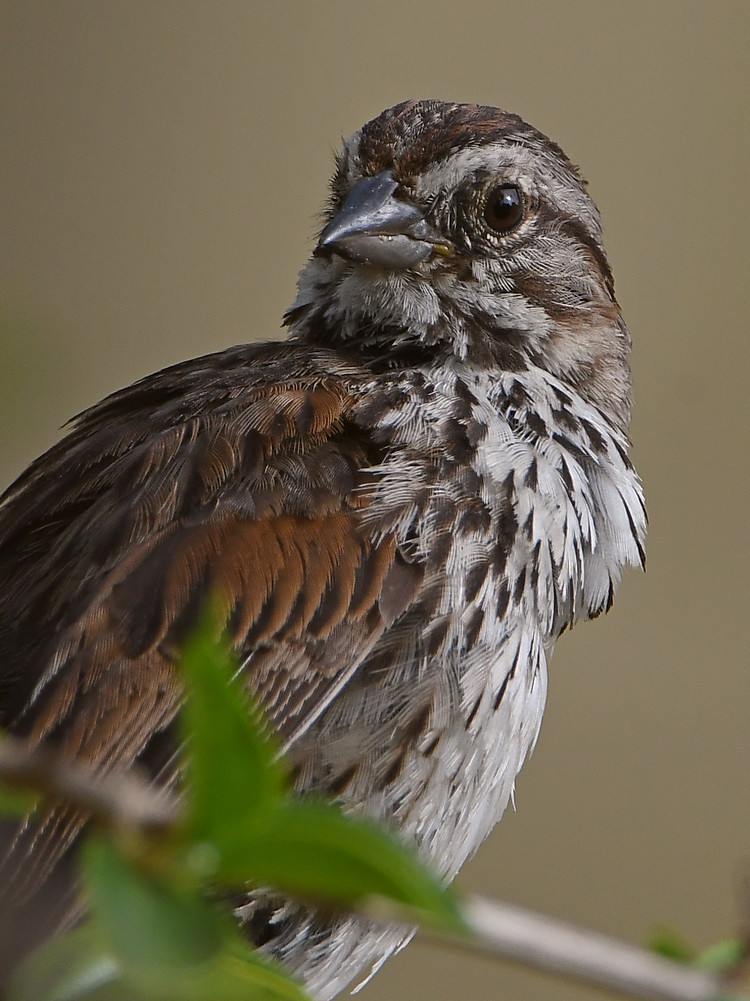 Sparrow4.jpg