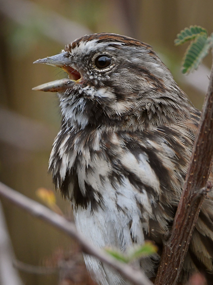 Sparrow4.jpg