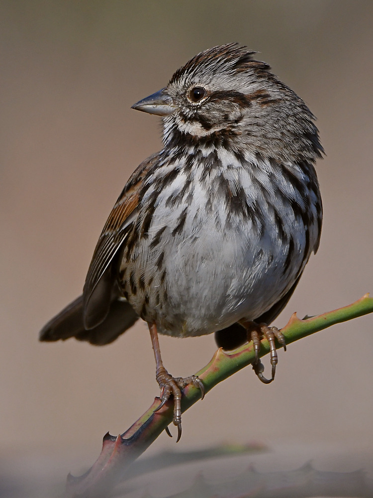 Sparrow4.jpg