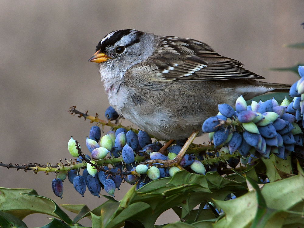 Sparrow4.JPG