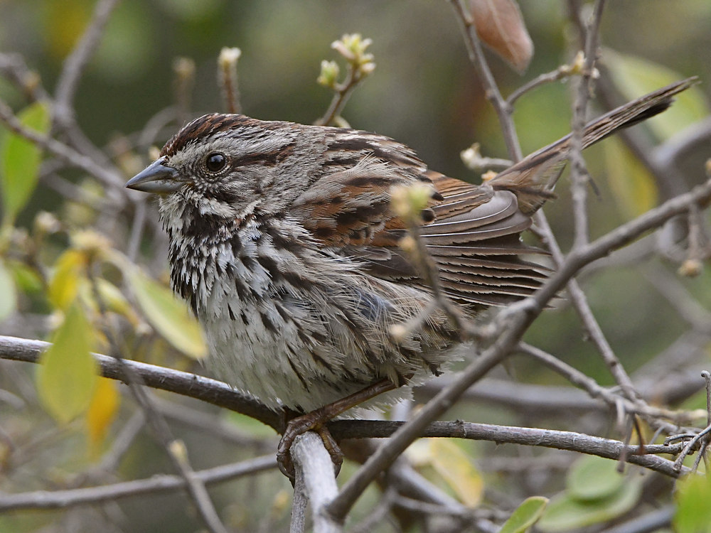 Sparrow4.jpg