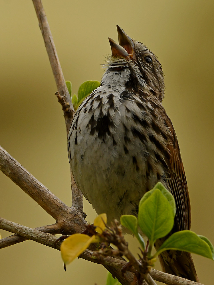 Sparrow4.jpg