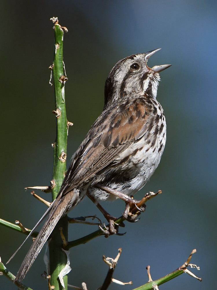Sparrow4.jpg