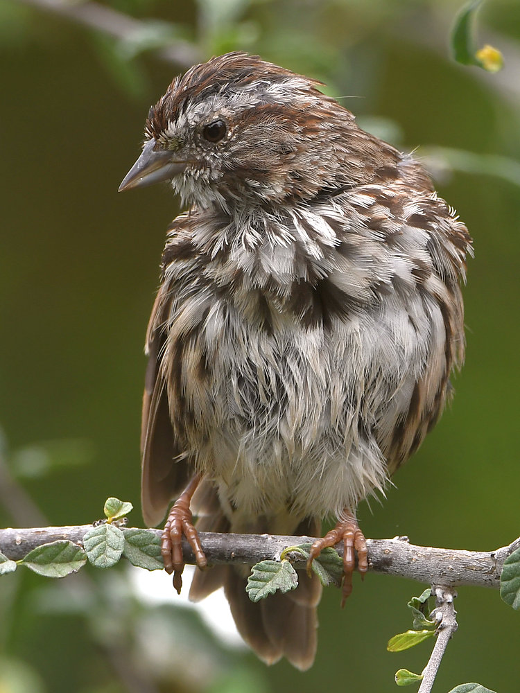 Sparrow4.jpg