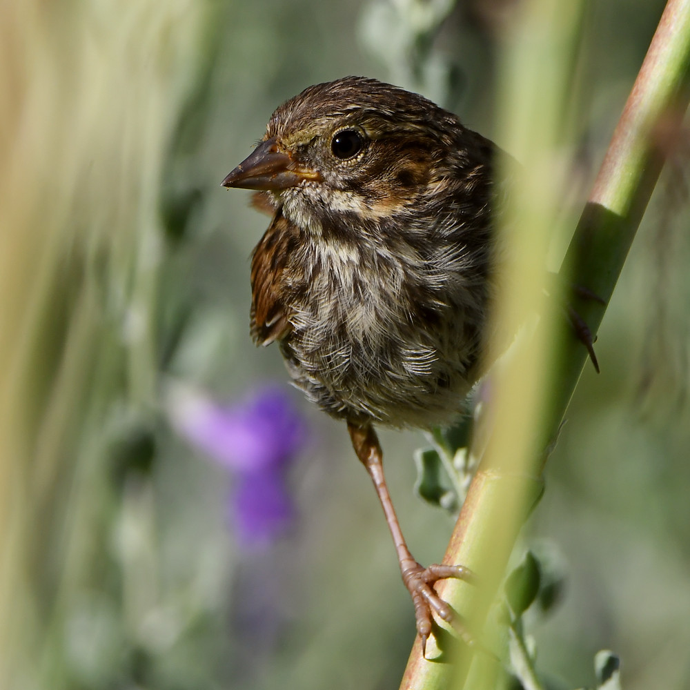Sparrow4.jpg