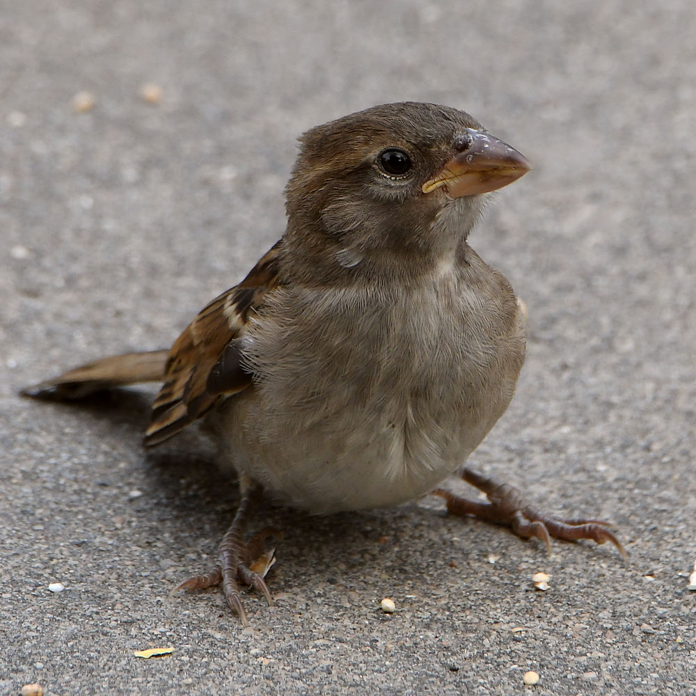 Sparrow4.jpg