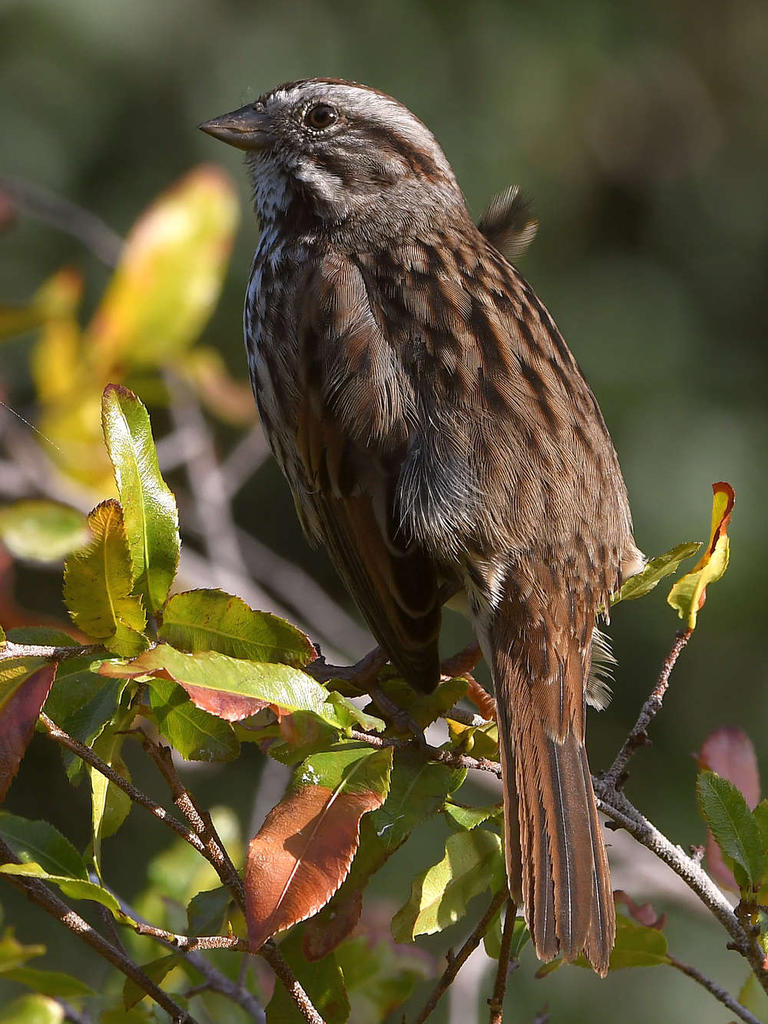 Sparrow4.jpg