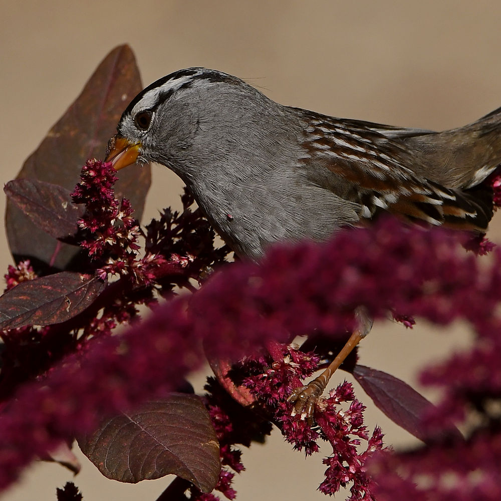 Sparrow4.jpg