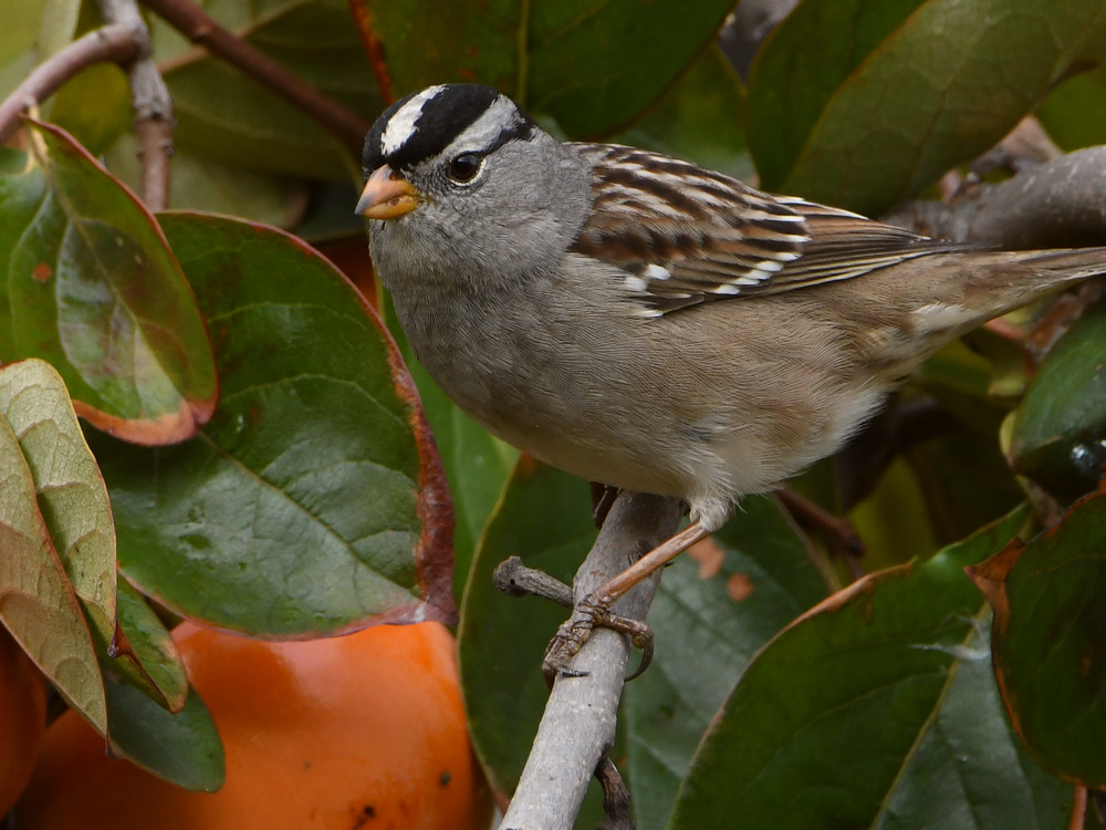 Sparrow4.jpg