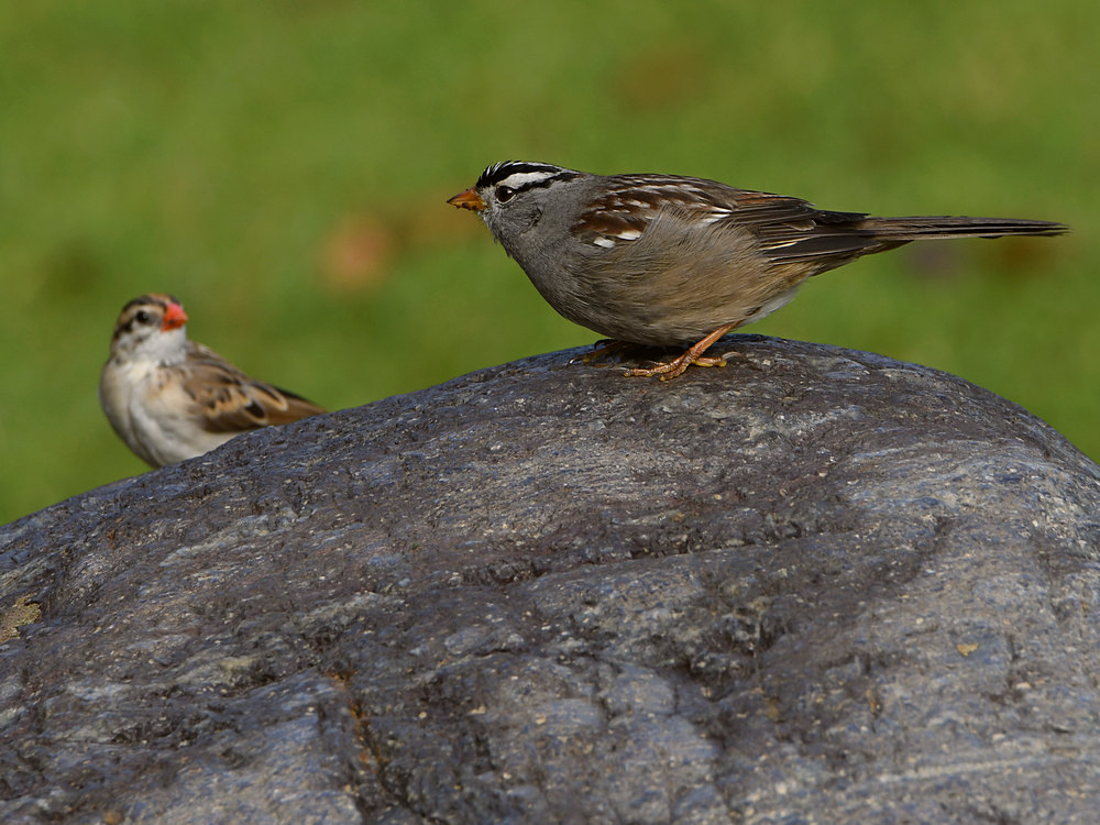 Sparrow4.jpg