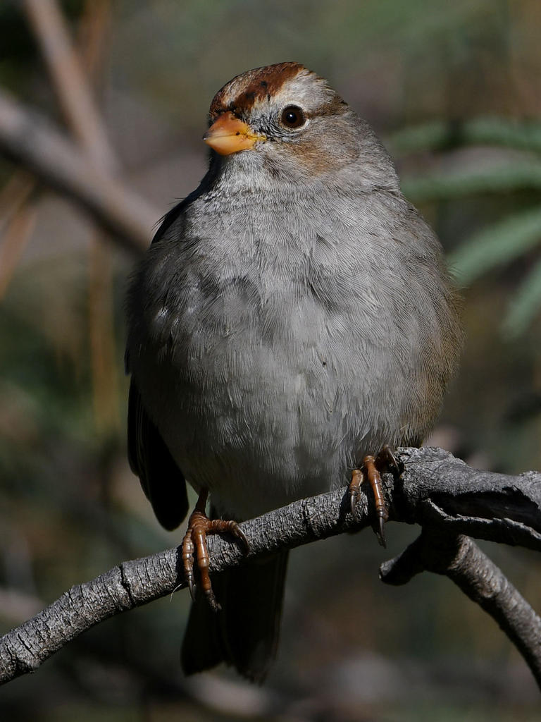 Sparrow4.jpg