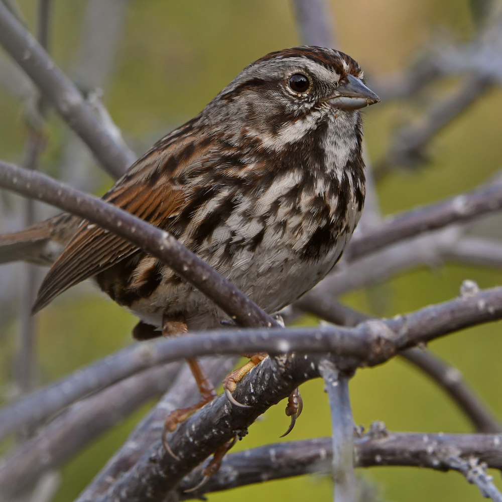 Sparrow4.jpg