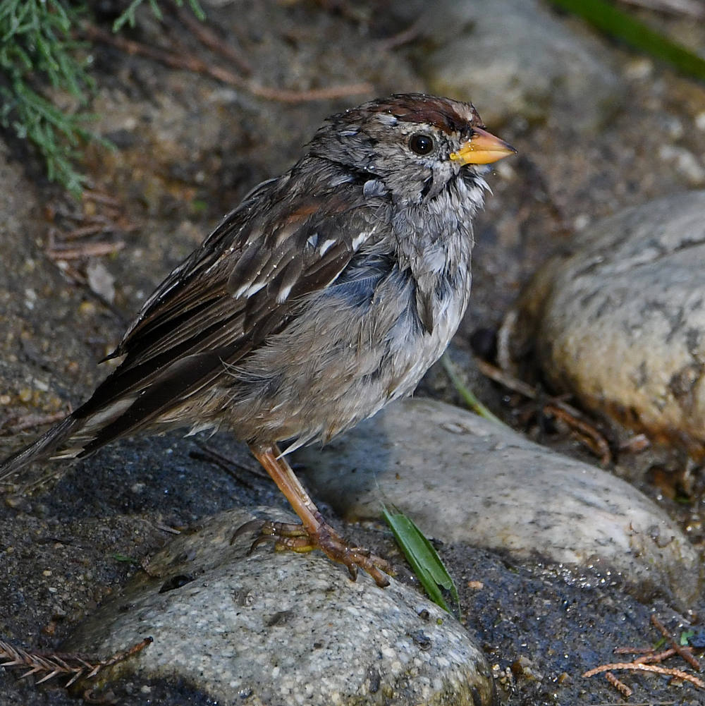 Sparrow4.jpg