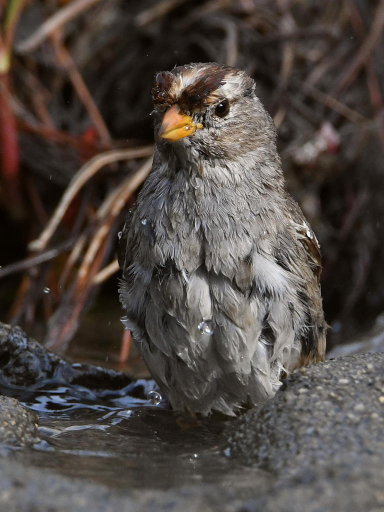 Sparrow4.jpg