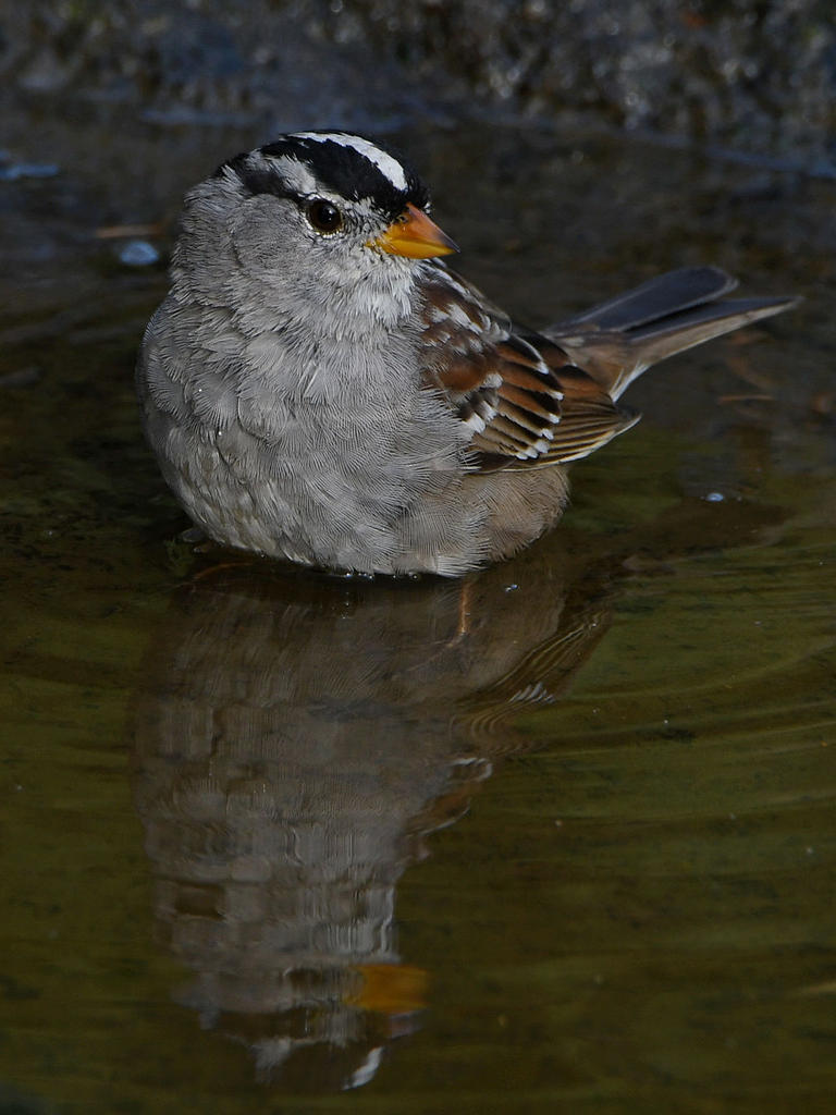 Sparrow4.jpg