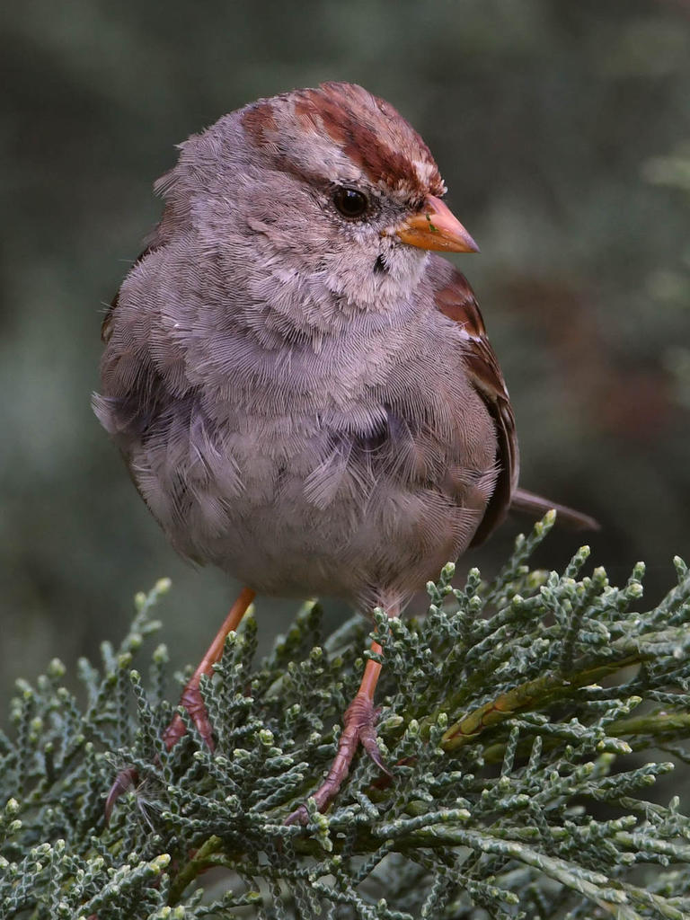 Sparrow4.jpg