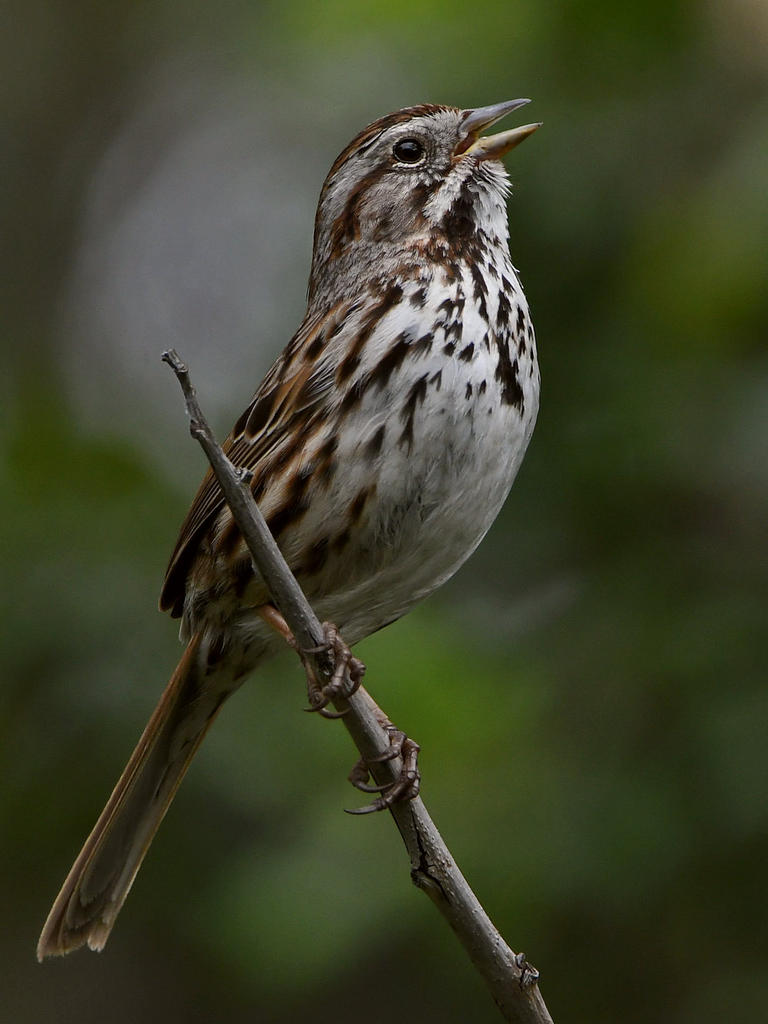 Sparrow4.jpg