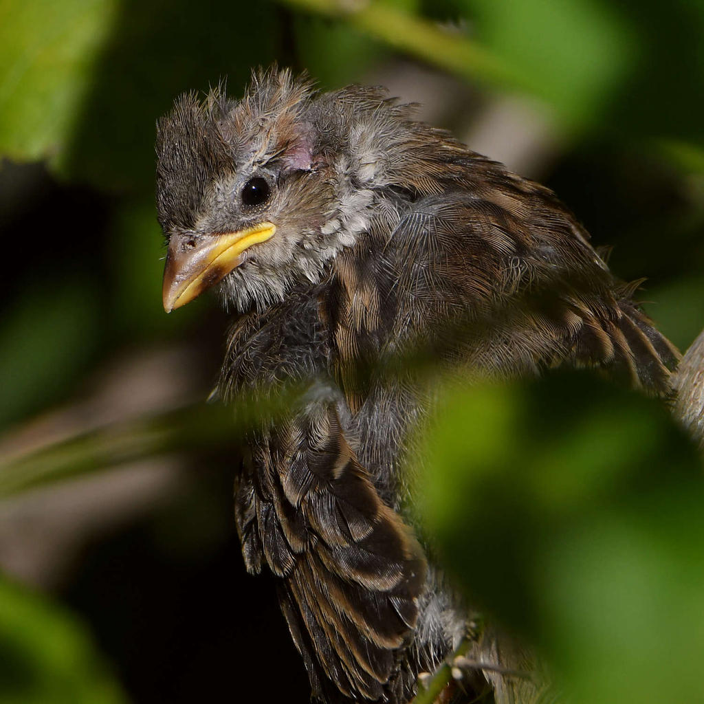 Sparrow4.jpg