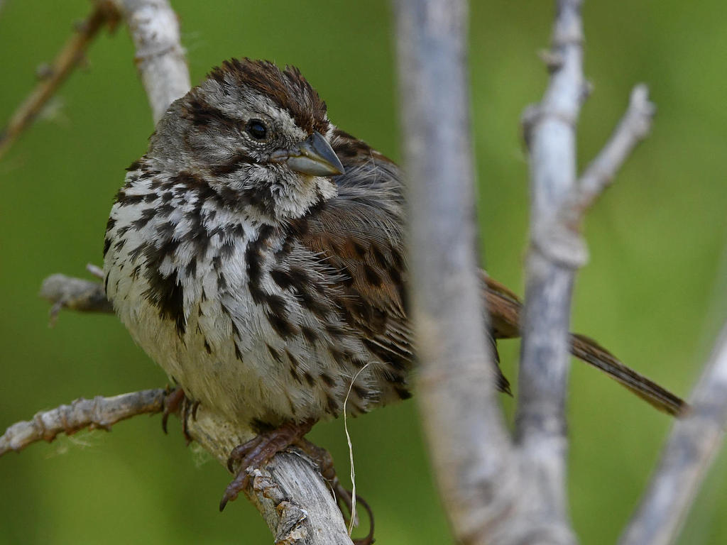 Sparrow4.jpg
