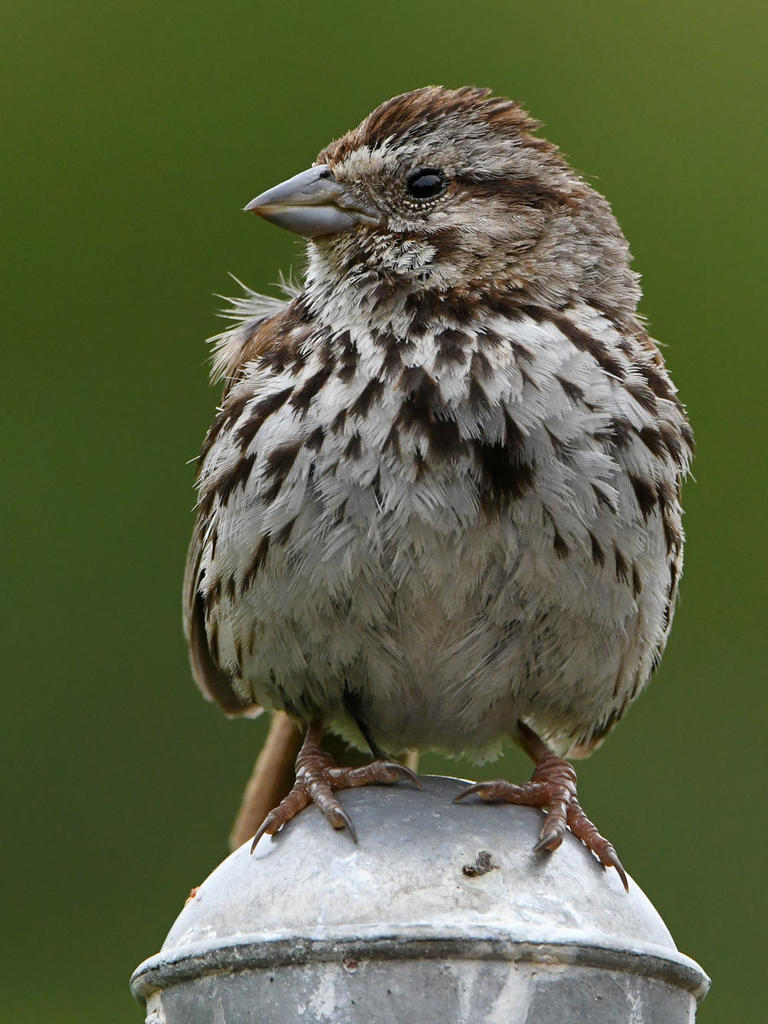 Sparrow4.jpg