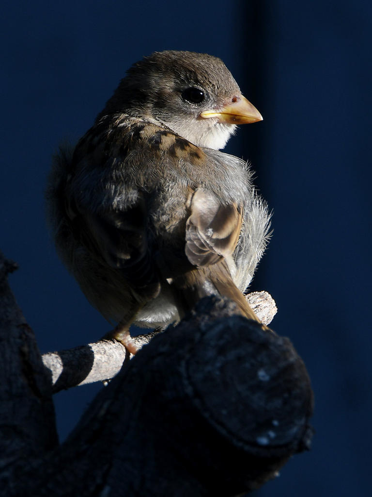 Sparrow4.jpg