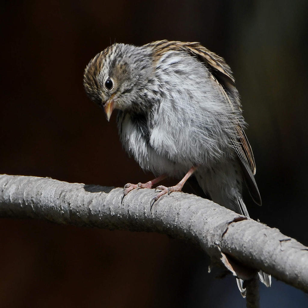 Sparrow4.jpg